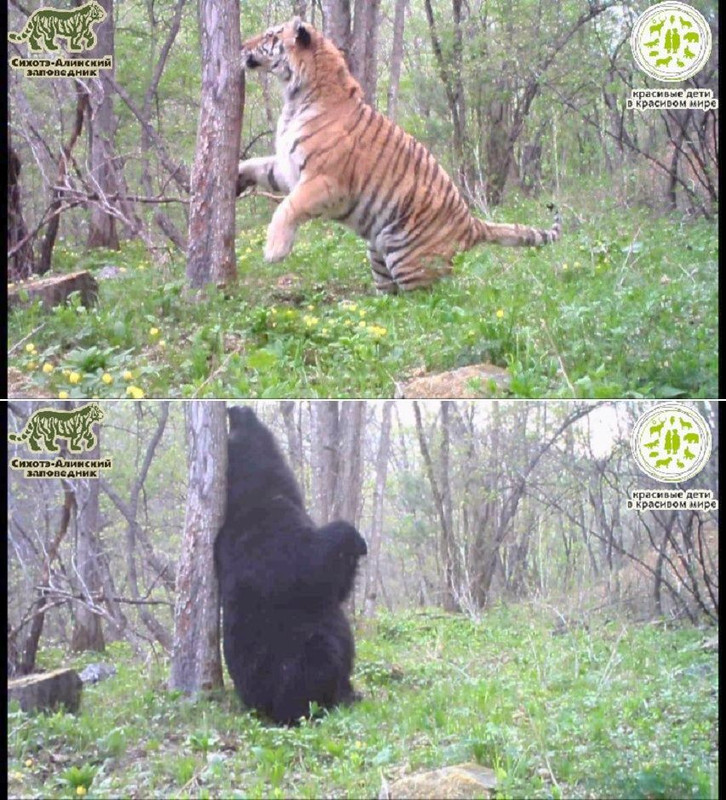 Amur tiger & Ussuri brown bear