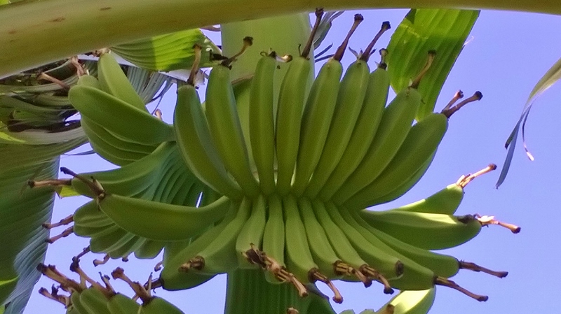 FHIA-03 Musa banana