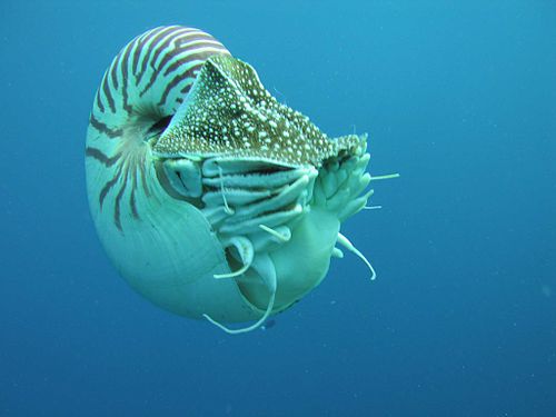 500px_Nautilus_profile.jpg