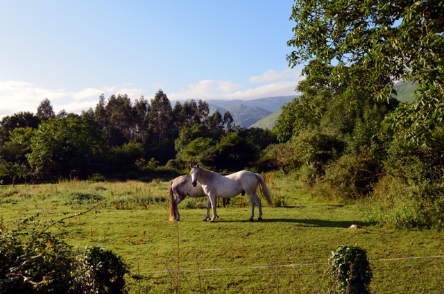Vacaciones en Asturias y Cantabria - Blogs de España - Balmori de Llanes: Casa Ricardo (9)