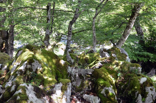 Vacaciones en Asturias y Cantabria - Blogs de España - Lagos de Covadonga y Olla de San Vicente (31)