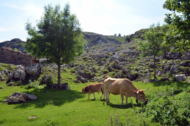 Vacaciones en Asturias y Cantabria - Blogs de España - Lagos de Covadonga y Olla de San Vicente (16)