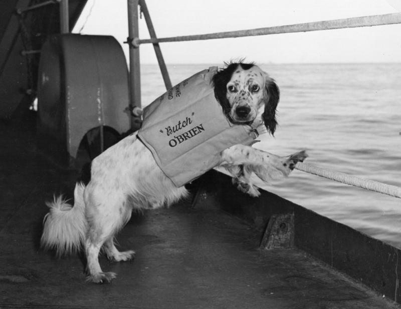 Butch, un Spaniel parece marearse a bordo de un barco americano. El perro militar más famoso fue Chips, una mezcla de German Shepherd-Collie-Husky que atacó y capturó un nido de ametralladoras enemigo en Sicilia en 1943