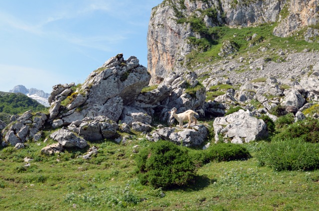 Vacaciones en Asturias y Cantabria - Blogs de España - Lagos de Covadonga y Olla de San Vicente (13)