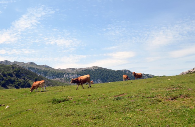 Vacaciones en Asturias y Cantabria - Blogs de España - Lagos de Covadonga y Olla de San Vicente (39)