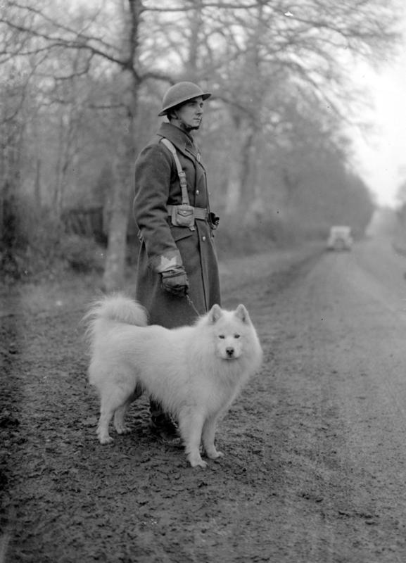 Oleg del glaciar, un samoyedo de patrulla con uno de los soldados canadienses que lo había adoptado como mascota. 1941