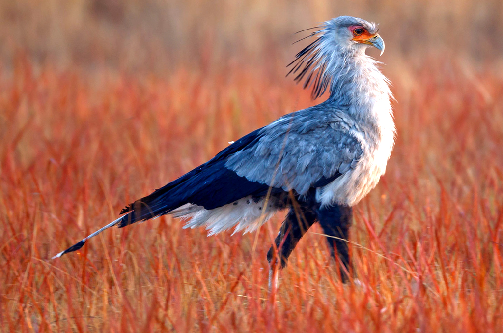 Secretary Bird Safari in Tanzania