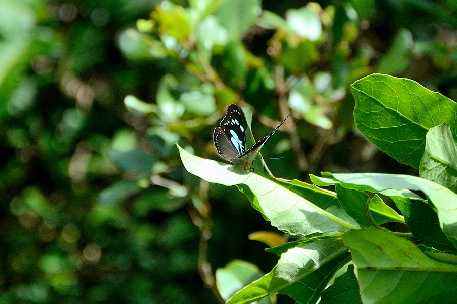 Бабочка на Мадагаскаре
