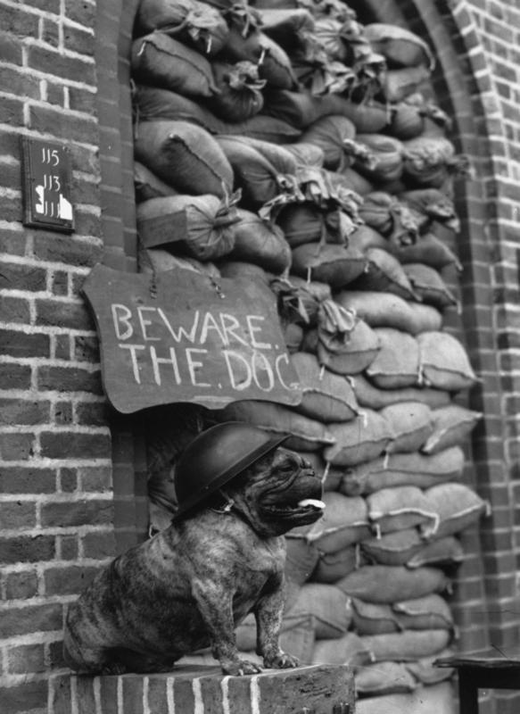 Un bulldog guarda un piso de Londres llevando un casco de acero. Tercos pero adorables, los bulldogs se hicieron un símbolo del Reino Unido por sí mismos. El primer ministro Winston Churchill era referido a menudo como el Bulldog británico