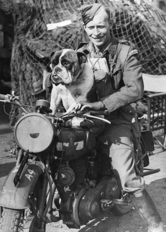 Este es el bulldog mascota de un regimiento de Quebec con sede en Inglaterra. 11 de octubre 1941