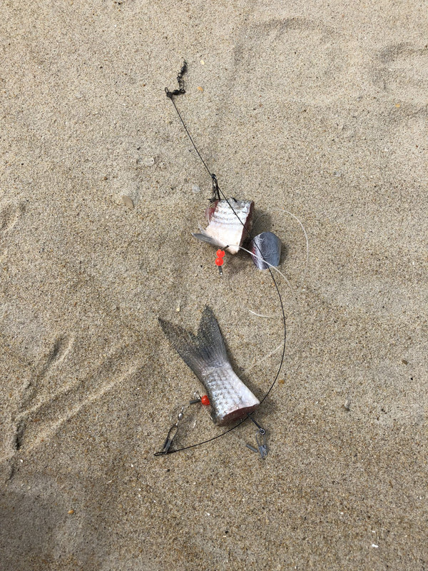 Coquina_Beach_5-15-18_bottom_rig.jpg