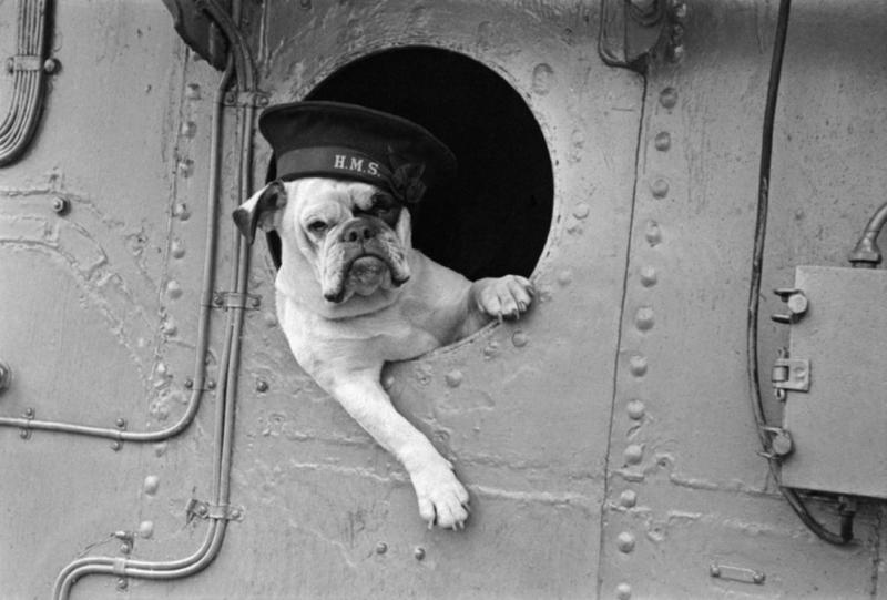 Venus el Bulldog fue la mascota descarada del destructor de la Royal Navy HMS Vansittart. 1941
