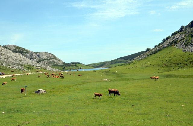Vacaciones en Asturias y Cantabria - Blogs de España - Lagos de Covadonga y Olla de San Vicente (38)