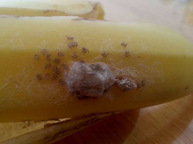 adakah pisang bahaya
