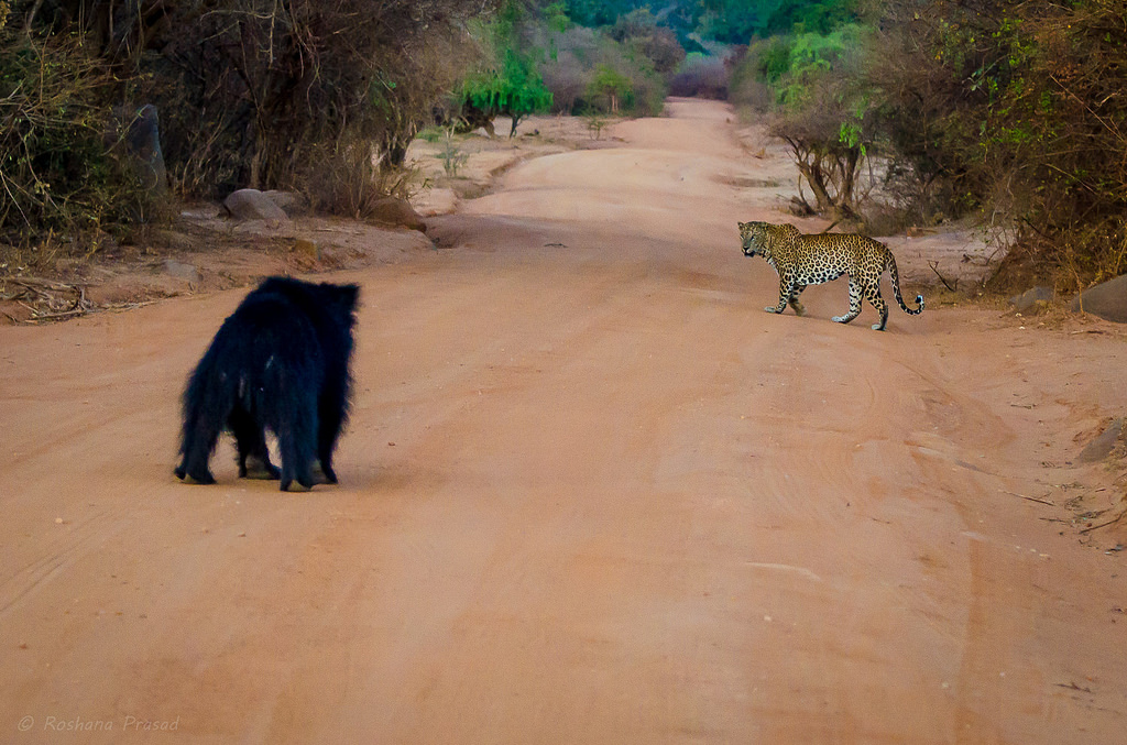Leopard and Sloth Bear