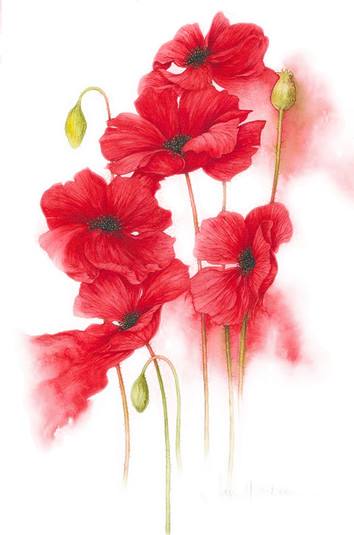 gul-ve-cicek-png-resimler-9.png