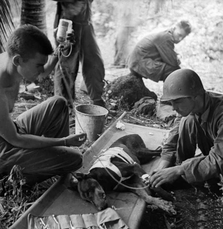 Un perro es tratado por sanitarios en Guam en 1943. En la Batalla 1944 de Guam, murieron 25 perros Marines estadounidenses. Habían sido entrenados para descubrir olfateando al enemigo y a posibles trampas que pudieran toparse las tropas, así como llevar mensajes, medicamentos y munición