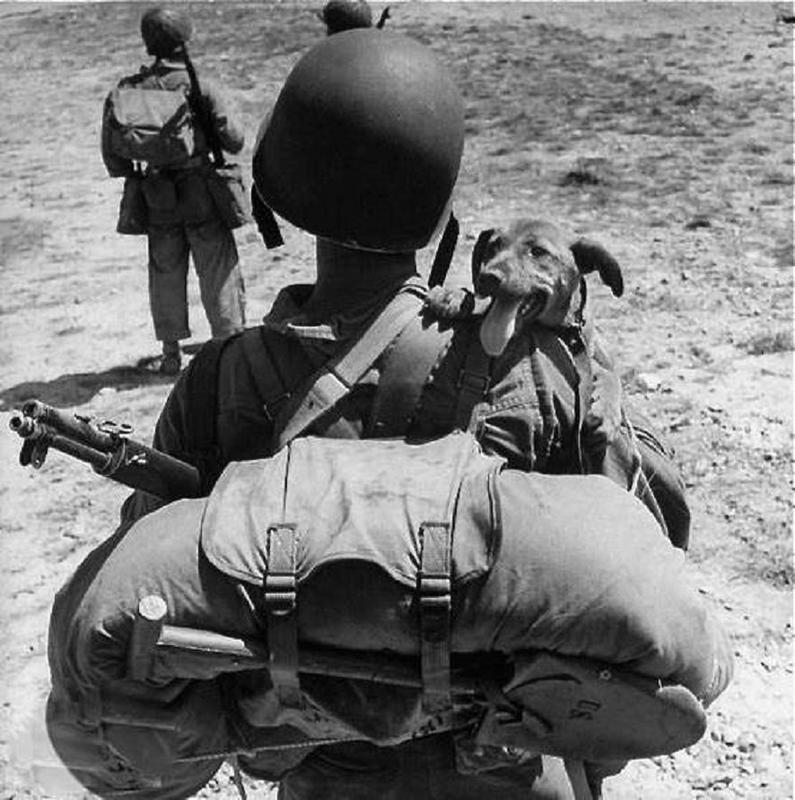 Durante la Segunda guerra mundial, los perros Marines encabezaron más de 550 patrullas solo en Guam y encontraron a soldados enemigos en más de la mitad de ellos, gracias a ellos nunca cayeron en una emboscada, escribió Guillermo W. Putney, C.O. del 3er Pelotón de Perros de guerra
