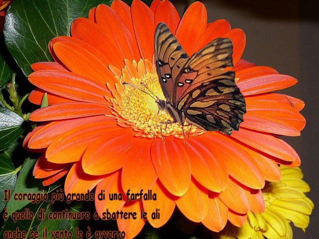 fiore_e_farfalla_ridotta_con_pensiero