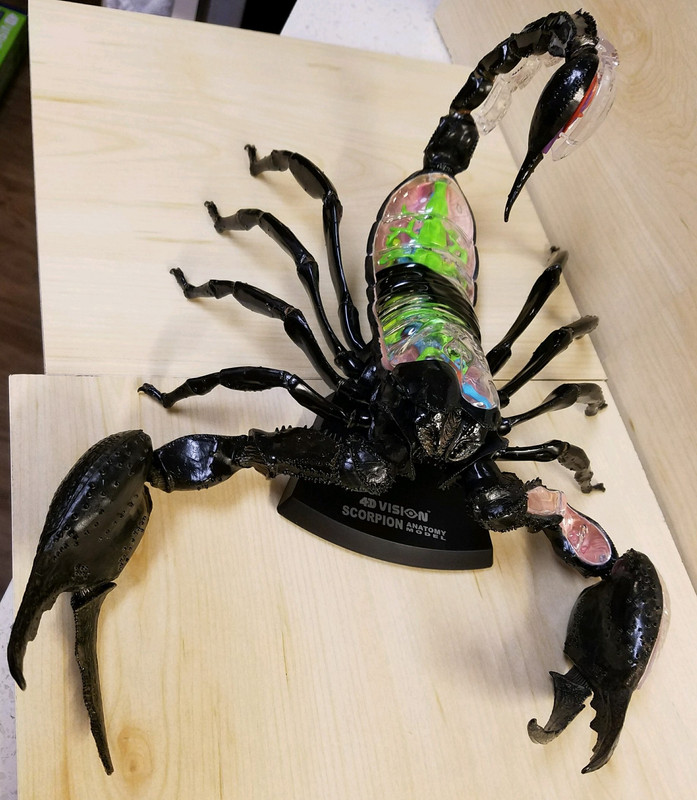 Scorpion Anatomy Model (4D Master)