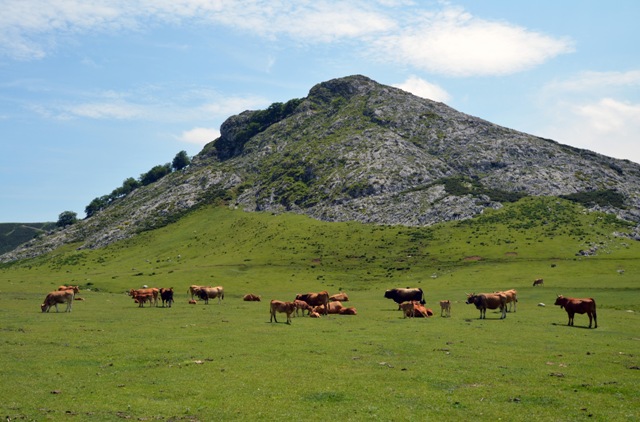 Vacaciones en Asturias y Cantabria - Blogs de España - Lagos de Covadonga y Olla de San Vicente (41)