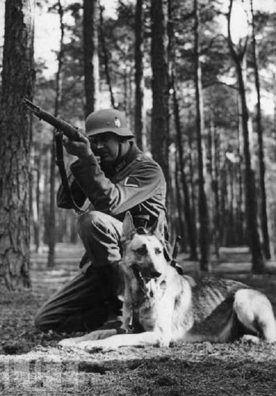 Kicks aprende a mantener la calma con los disparos de las armas. Los alemanes hicieron un uso frecuente de pastores alemanes como perros de guardia y patrulla. En el Reino Unido, sin embargo, esta raza fue renombrada como alsacianos