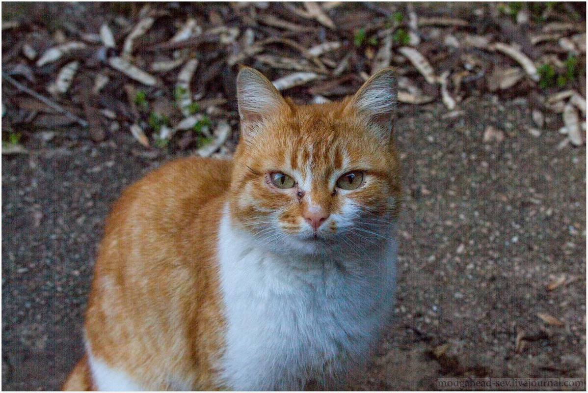 Hs bq. HS'BQ котенок. Котопятница картинки.