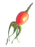 Dog-rose_fruit6