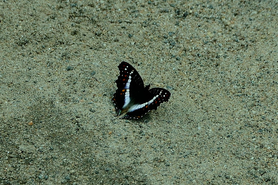 Бабочка на Мадагаскаре
