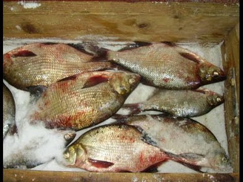 Сухой способ соления рыбы Сухой способ соления рыбы