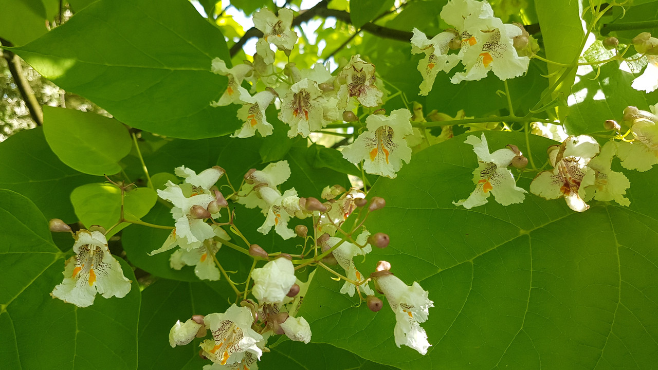 2017-07-04_07.32.16.jpg