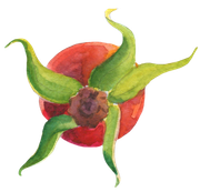 Dog-rose_fruit4