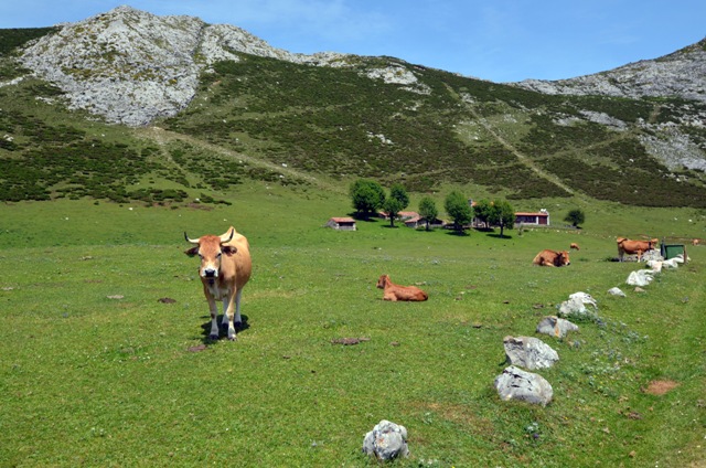 Vacaciones en Asturias y Cantabria - Blogs de España - Lagos de Covadonga y Olla de San Vicente (37)