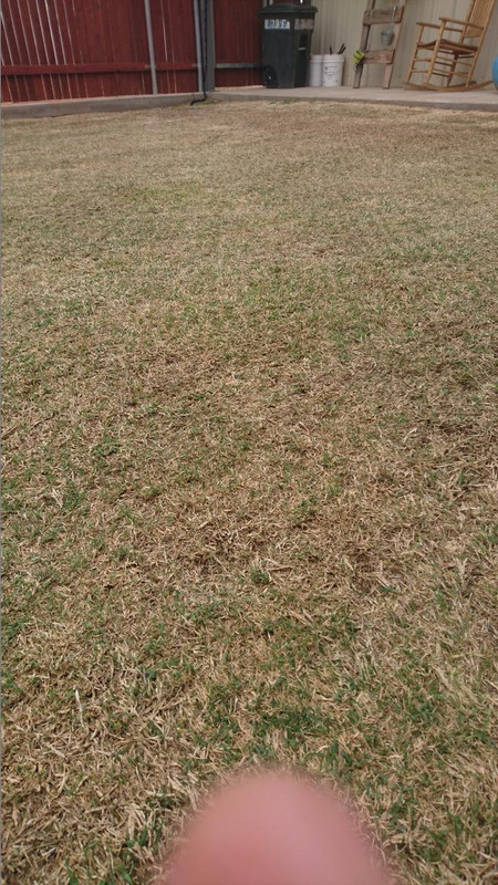Llano Estacado 18 Lawn Journal The Lawn Forum