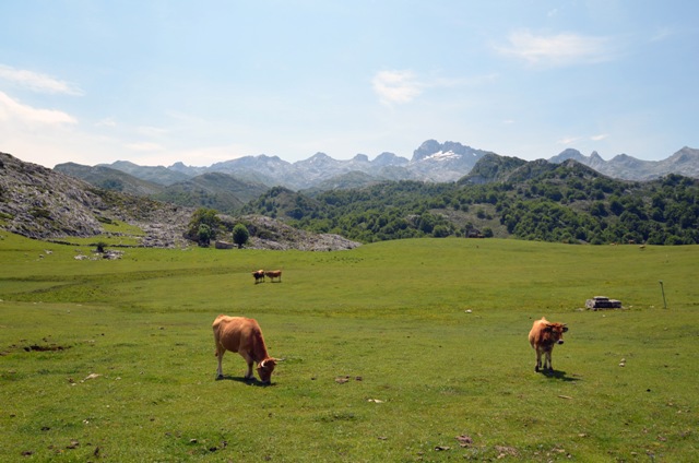 Vacaciones en Asturias y Cantabria - Blogs de España - Lagos de Covadonga y Olla de San Vicente (40)