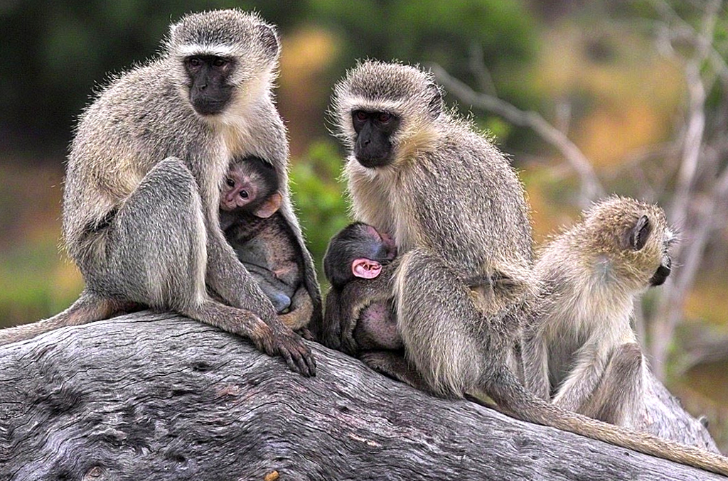 Vervet Monkey Safari Tours in Tanzania
