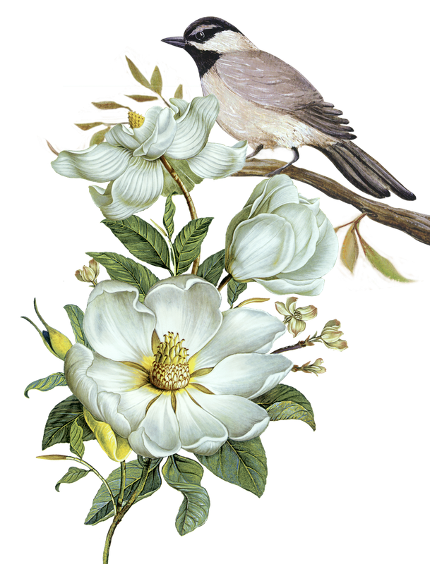 gul-ve-cicek-png-resimler-1.png