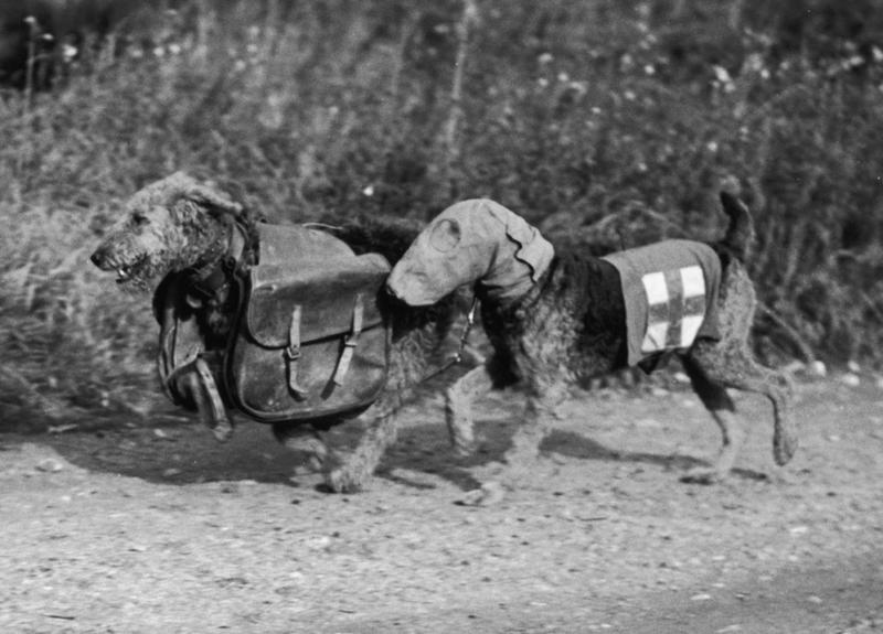 Dos terriers Airedale en un campo de entrenamiento canino en Inglaterra. Un perro lleva una careta antigás y el otro lleva raciones para un soldado herido en Inglaterra. 1939. Los Terrier de Airedale eran los favoritos de las tropas británicas y no fueron entrenados para velocidad, pero si para efectividad