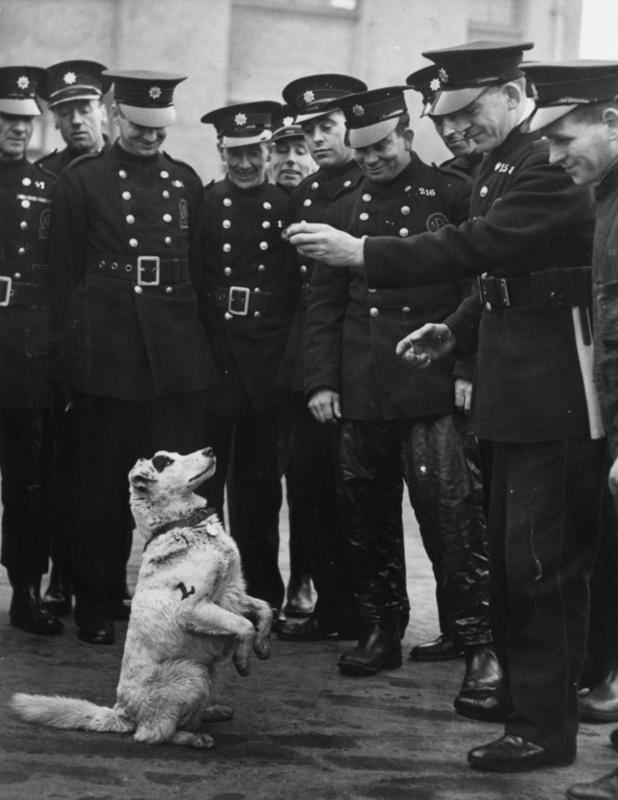 Los miembros de la Sección L de la AFS, Servicio Auxiliar de Bomberos, de Londres ofrecen exquisiteces a una terrier perdida adoptada como su mascota oficial. 21 de marzo 1941
