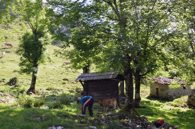 Vacaciones en Asturias y Cantabria - Blogs de España - Lagos de Covadonga y Olla de San Vicente (23)