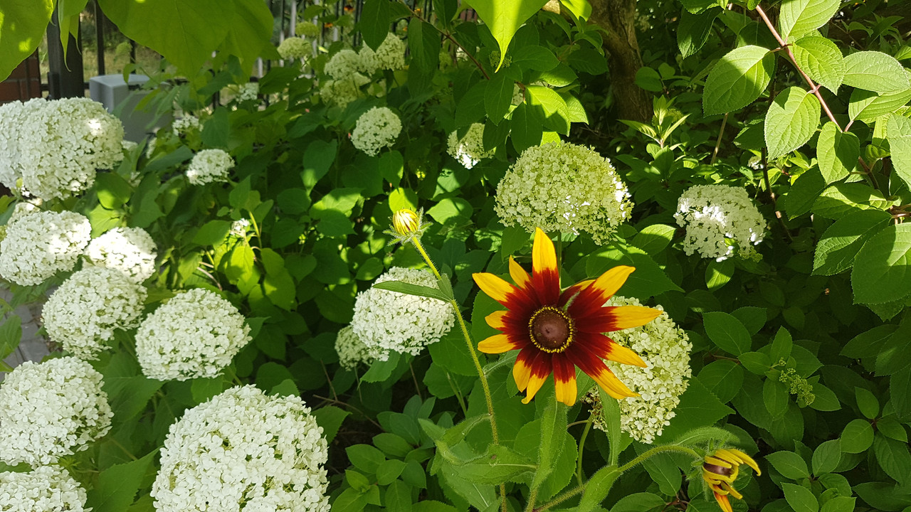 2017-07-04_07.32.56.jpg