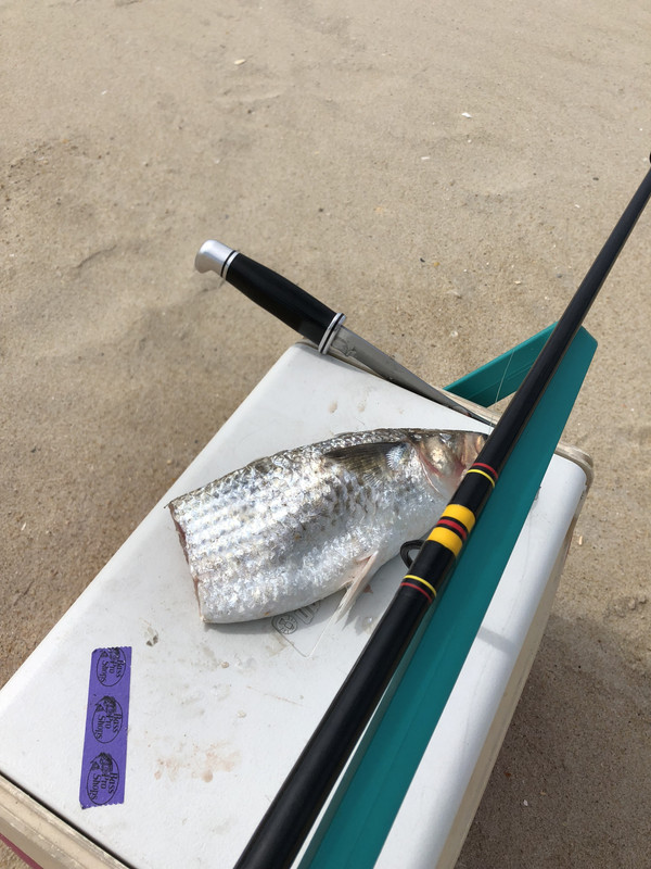 Coquina_Beach_5-15-18_Buck_121.jpg
