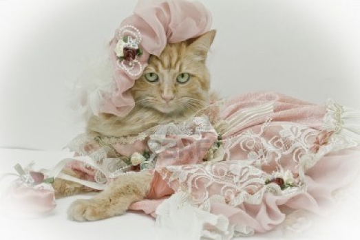 10180475-cat-in-a-dress_zps2c74d68f
