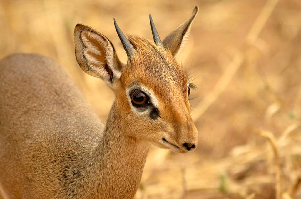 Dik-Dik Antelope Safari in Tanzania